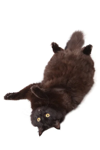 Leżący czarny kot na białym tle — Zdjęcie stockowe
