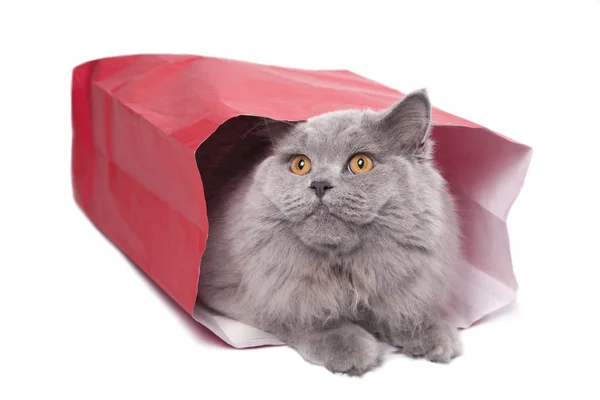 Carino gattino britannico in sacchetto rosso isolato — Foto Stock