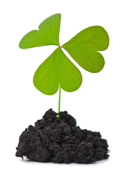 Green plant in dark soil isolated — Stock Photo, Image