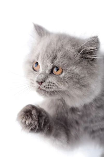 Lindo británico gatito buscando hasta aislado —  Fotos de Stock