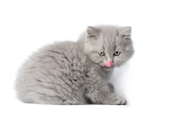 Britse kitten likken haar neus geïsoleerd — Stockfoto