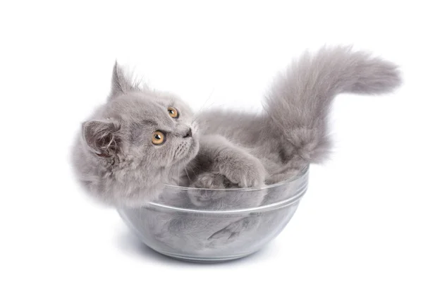 Cute british kitten in glass bowl isolated — Stock Photo, Image