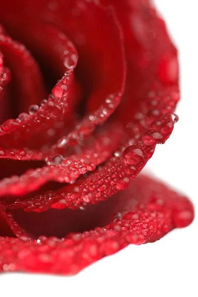 水滴孤立与美丽的红玫瑰 — 图库照片