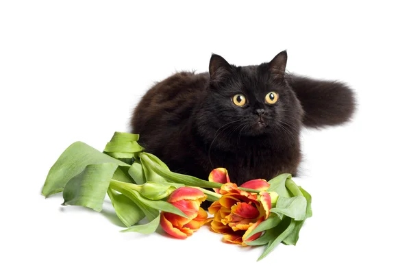 Kara kedi ve izole çiçekler — Stok fotoğraf
