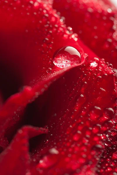 Hermosa rosa roja con gotitas de agua —  Fotos de Stock