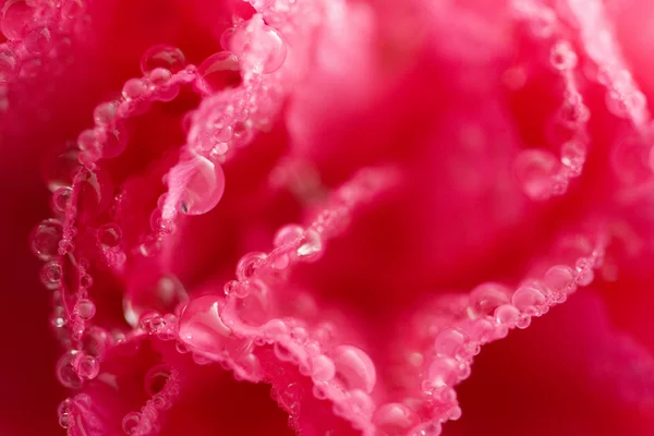 Nelkenblüte mit Wassertropfen — Stockfoto