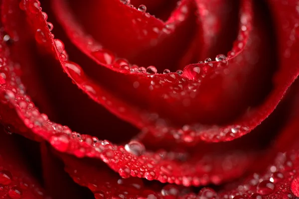Hermosa rosa roja con gotitas de agua (enfoque superficial ) — Foto de Stock