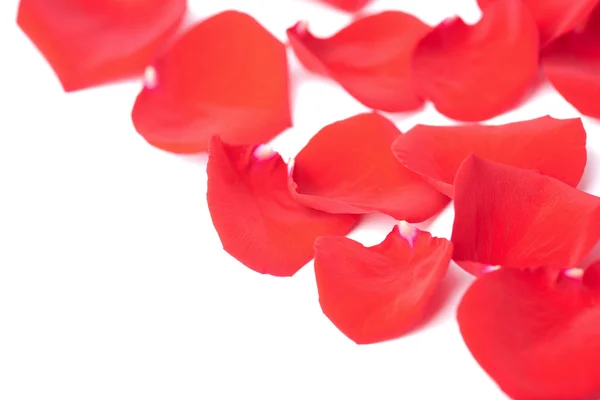Pétalos de rosa rojos aislados — Foto de Stock