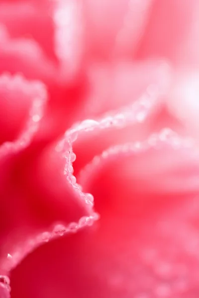 Macro van roze carnation bloem met waterdruppels (ondiepe focu — Stockfoto