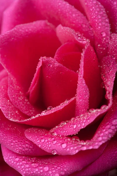 Hermosa rosa rosa con gotitas de agua (enfoque superficial ) — Foto de Stock