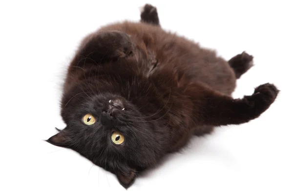 Lying black cat isolated — Stock Photo, Image