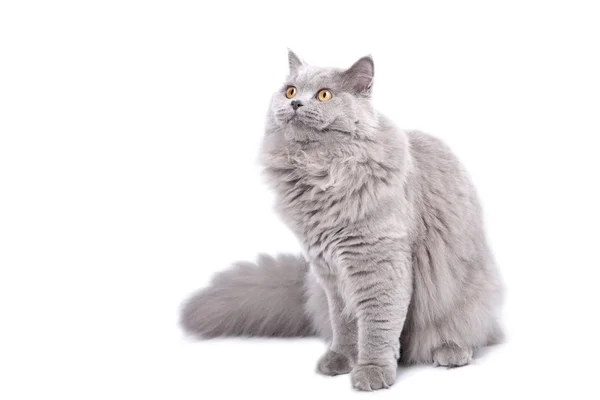 Britská kočka vzhlédla, izolovaných — Stock fotografie