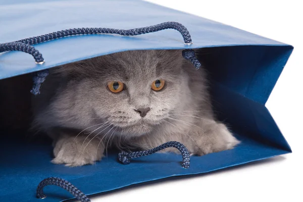 Lindo gatito británico en bolsa azul aislado —  Fotos de Stock