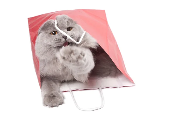 Gatinho britânico bonito em saco vermelho isolado — Fotografia de Stock