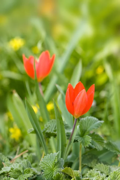 Червоні тюльпани в полі — стокове фото