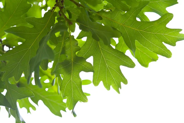 Зеленые дубовые листья — стоковое фото