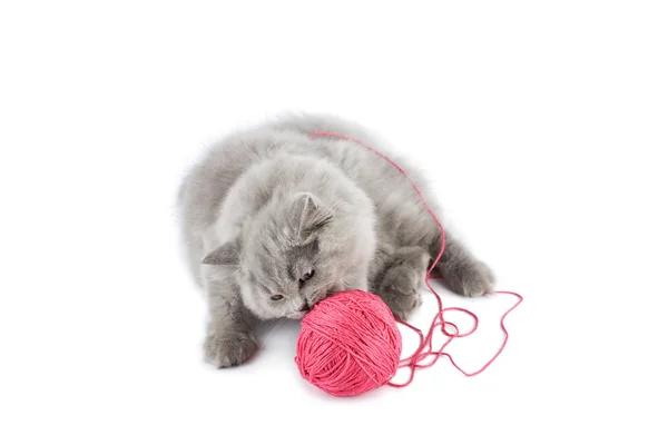 Britse kitten spelen met roze schoothoek geïsoleerd — Stockfoto