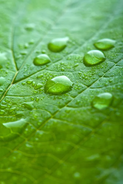Folha verde fresca com gotas de água — Fotografia de Stock