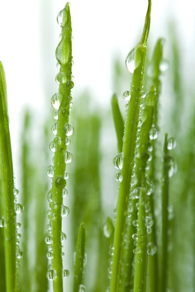 Свіжий вологий фон трави — стокове фото