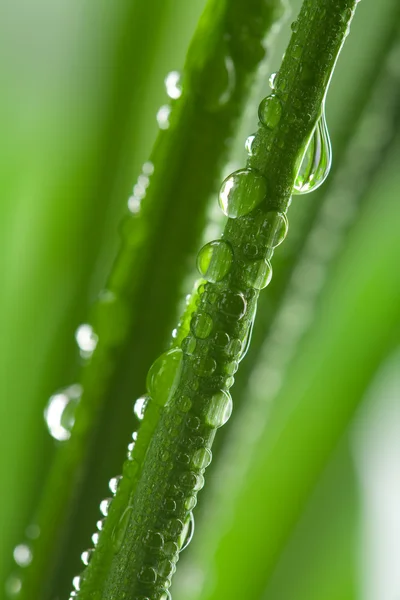 鲜湿的草背景 — 图库照片