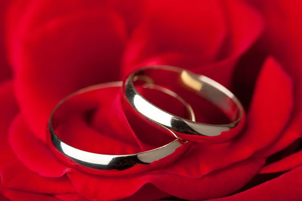 Bagues de mariage dorées sur rose rouge — Photo