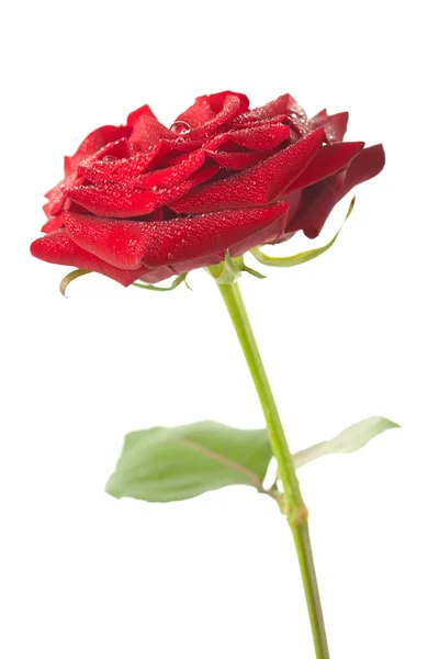 Rosa vermelha bonita com gotas de água isoladas — Fotografia de Stock