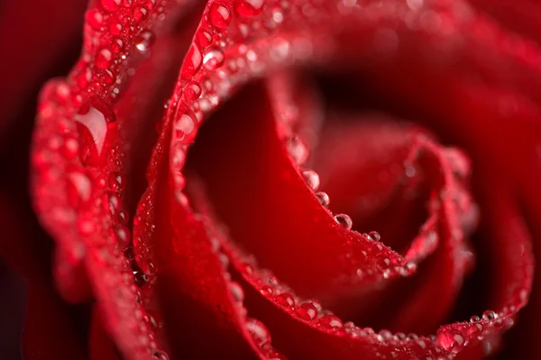 아름다운 붉은 빛 이 물방울 과 함께 피었다 — 스톡 사진
