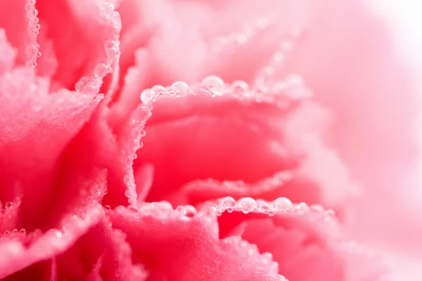 Μακροεντολής του ροζ λουλούδι γαρίφαλων με — Φωτογραφία Αρχείου