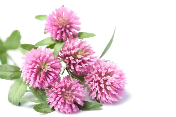 Pink clover flowers isolated — Stock Photo, Image