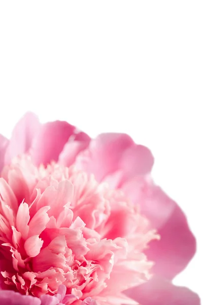 Flor de peônia rosa isolada — Fotografia de Stock