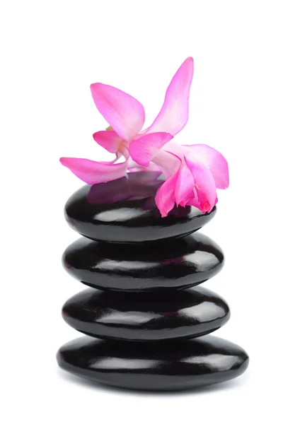Spa stones and pink flower isolated — Stock Photo, Image