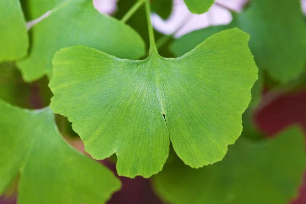 Gingko biloba leaf — Zdjęcie stockowe