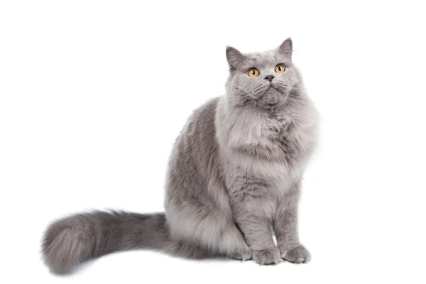 Britská kočka vzhlédla, izolovaných — Stock fotografie