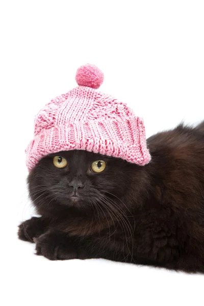 Gato preto bonito usando tampa rosa isolado — Fotografia de Stock
