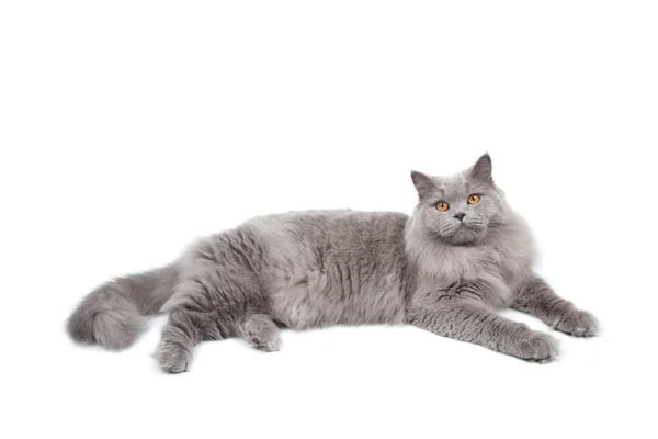 Лживый милый британский кот изолирован — стоковое фото