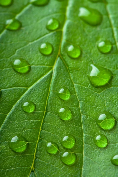 新鲜绿叶与水滴 — 图库照片