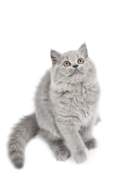 British kitten looking up isolated Royalty Free Stock Images
