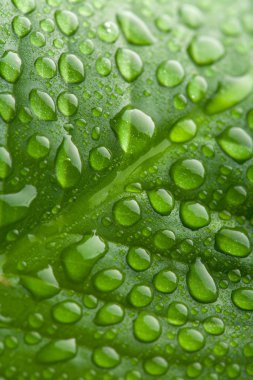 Su damlacıkları ile taze yaprak yeşil