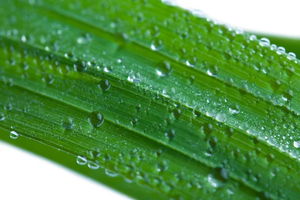 Fresh wet grass isolated — Stock Photo, Image