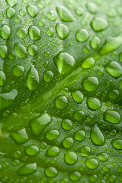 Folha verde fresca com gotas de água — Fotografia de Stock