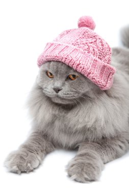 sevimli İngiliz kedi izole pembe şapkası