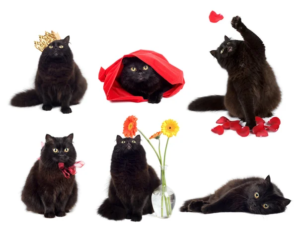 Black cats isolated collage of six photos — Stock Photo, Image