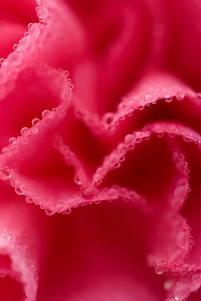 Makro aus rosa Nelkenblüte — Stockfoto