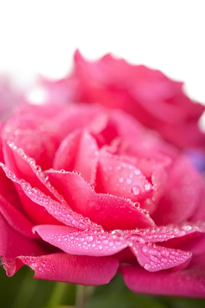 Piękne róże mokry na białym tle — Zdjęcie stockowe