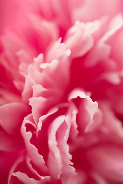 Макро гвоздики квітка — стокове фото