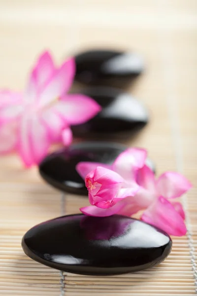 Wellness kameny a růžový květ — Stock fotografie