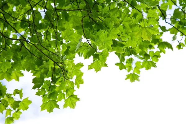Рамка из кленовых листьев изолирована — стоковое фото