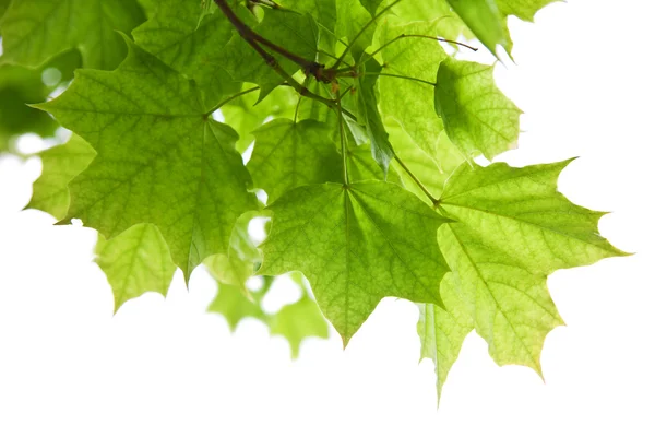Каркас кленового листя ізольовано — стокове фото