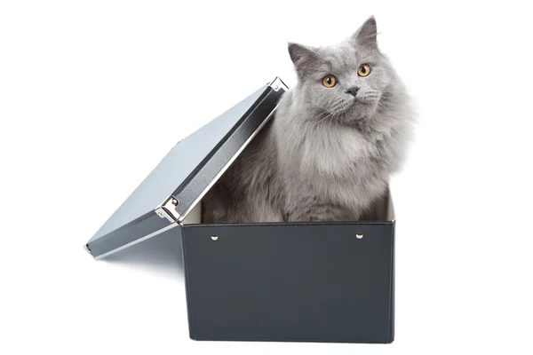 Kara kutu izole içinde İngiliz kedi — Stok fotoğraf
