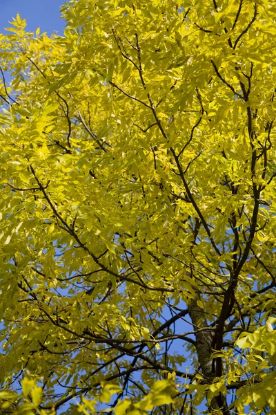 Albero giallo autunno contro cielo blu — Foto Stock